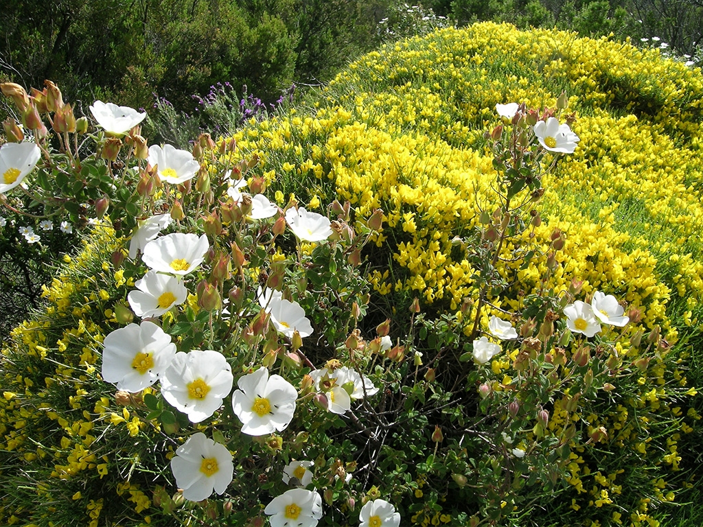 PUNTO DI INTERESSE 2 C | MACCHIA