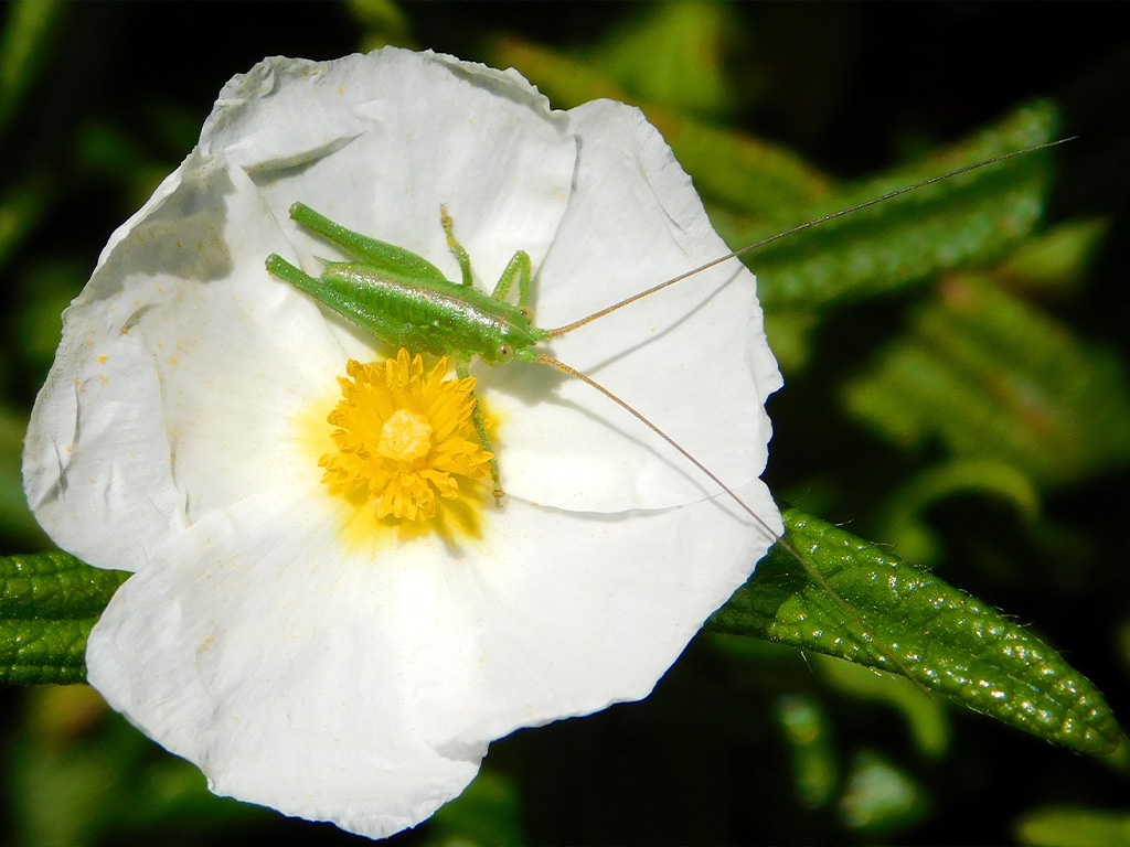 POINT OF INTEREST 4B | ROCKROSE