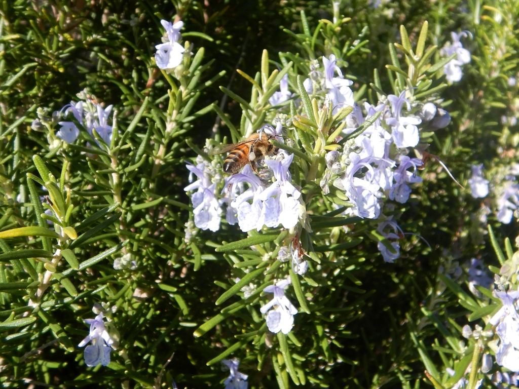 PUNTO DI INTERESSE 6 C | IL ROSMARINO (aspetti etnobotanici)