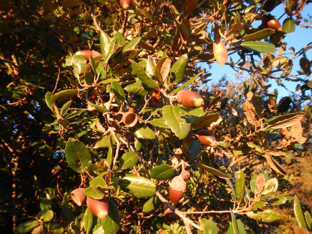 POINT OF INTEREST 7B | HOLM OAK