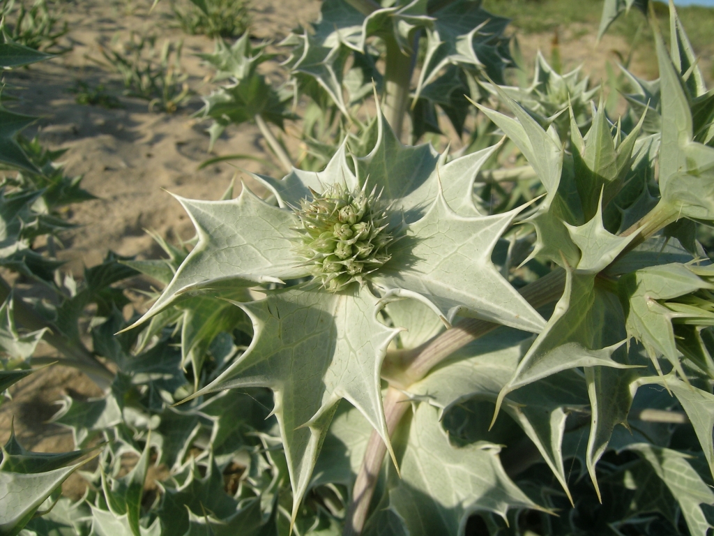 POINT OF INTEREST 7C | FLORA IN SANDY ENVIRONMENTS
