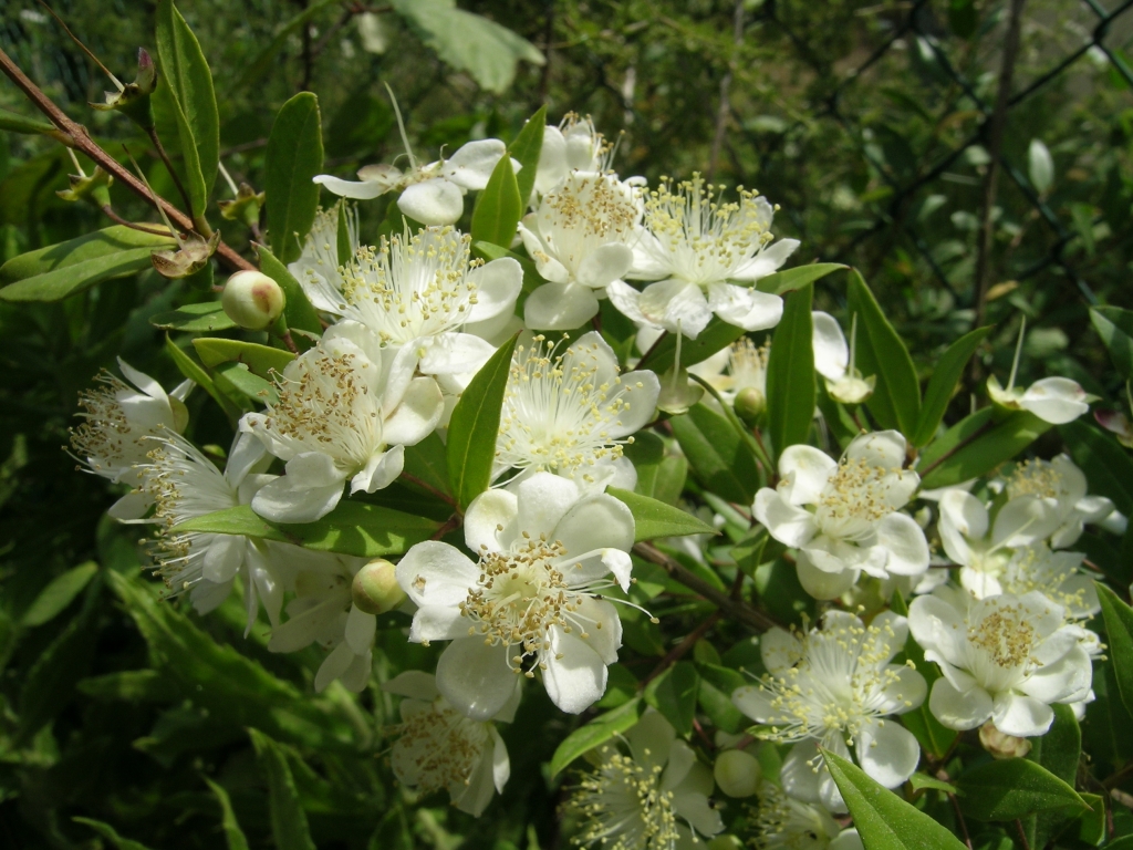 POINT OF INTEREST 8B | MYRTLE