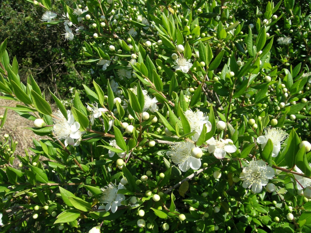 PUNTO DI INTERESSE 8 C | MIRTO (aspetti etnobotanici)