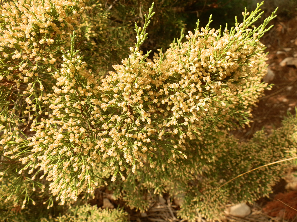 POINT OF INTEREST 5C | JUNIPER