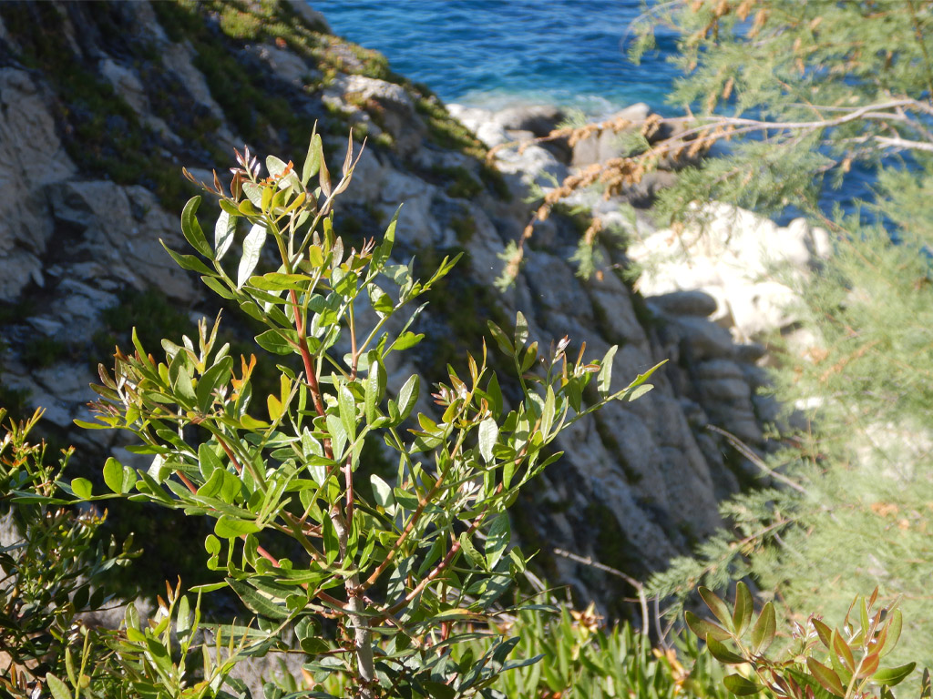 POINT OF INTEREST 1A | LENTISK